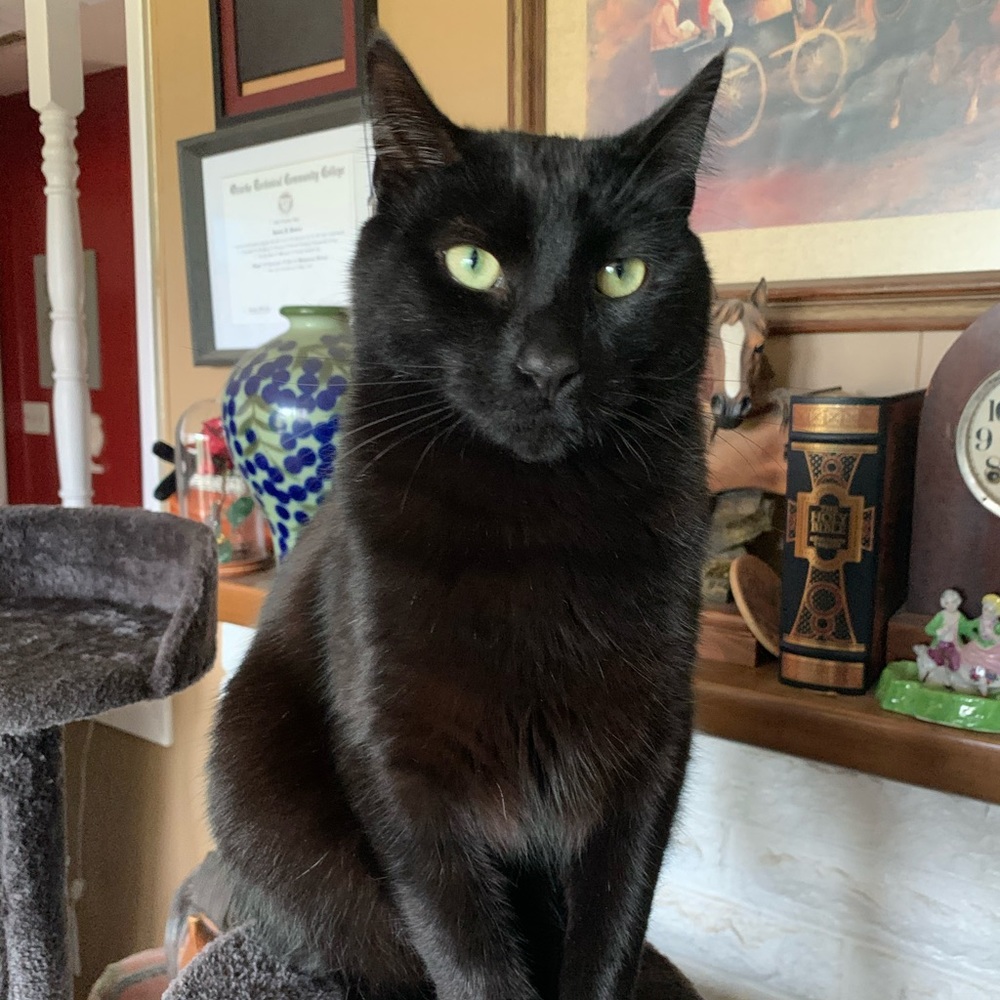 Meet your Posher, Elizabeth